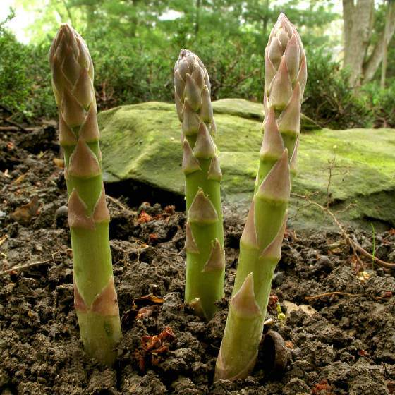 Asparagus-spears-in-spring2.jpg
