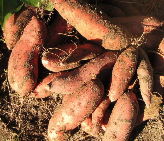 Sweet-Potatoes-Harvest-2.jpg