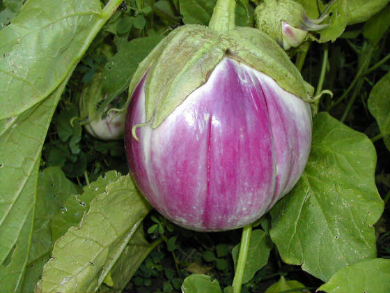 eggplant-rosa-bianca.jpg